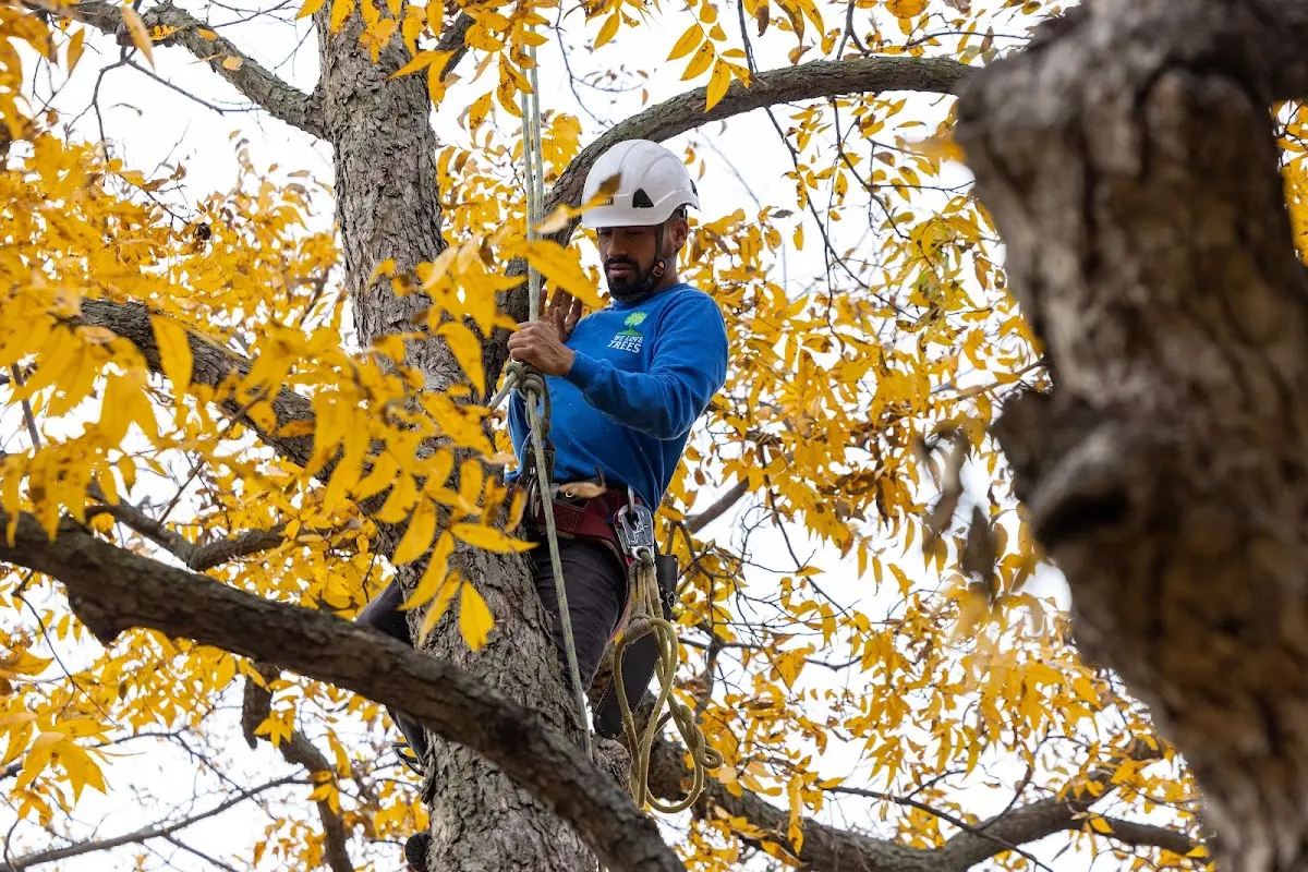 Skilled Tree Transplanting crew working in Des Arc