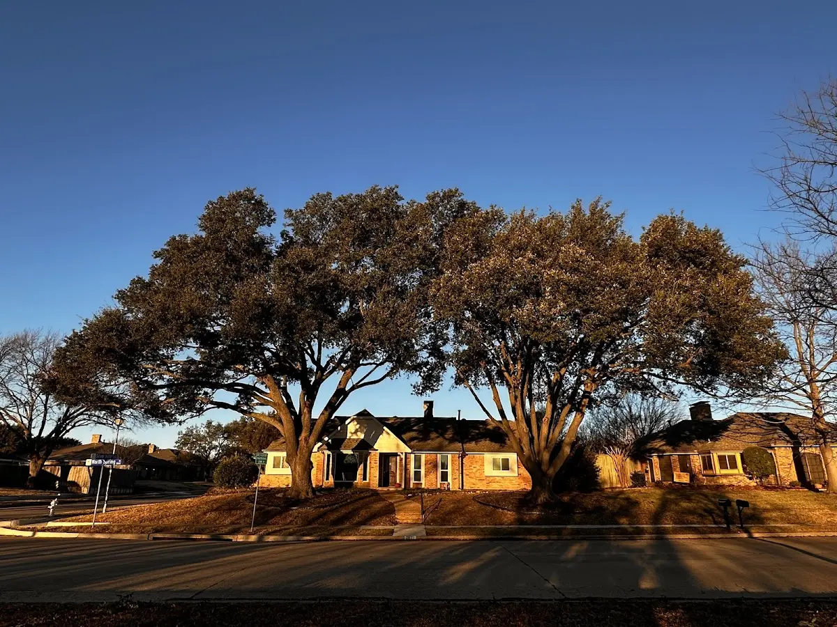 Established residential canopy tree shading a home in Des Arc